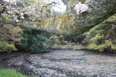花筏