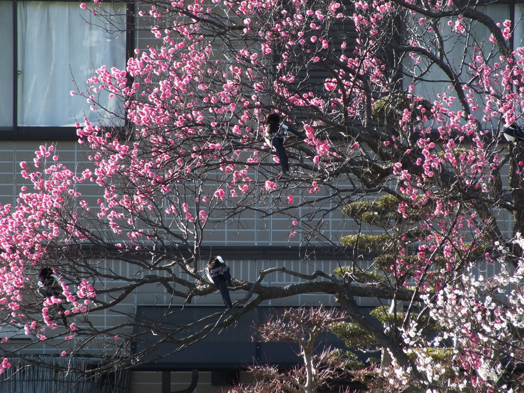 梅にカササギ