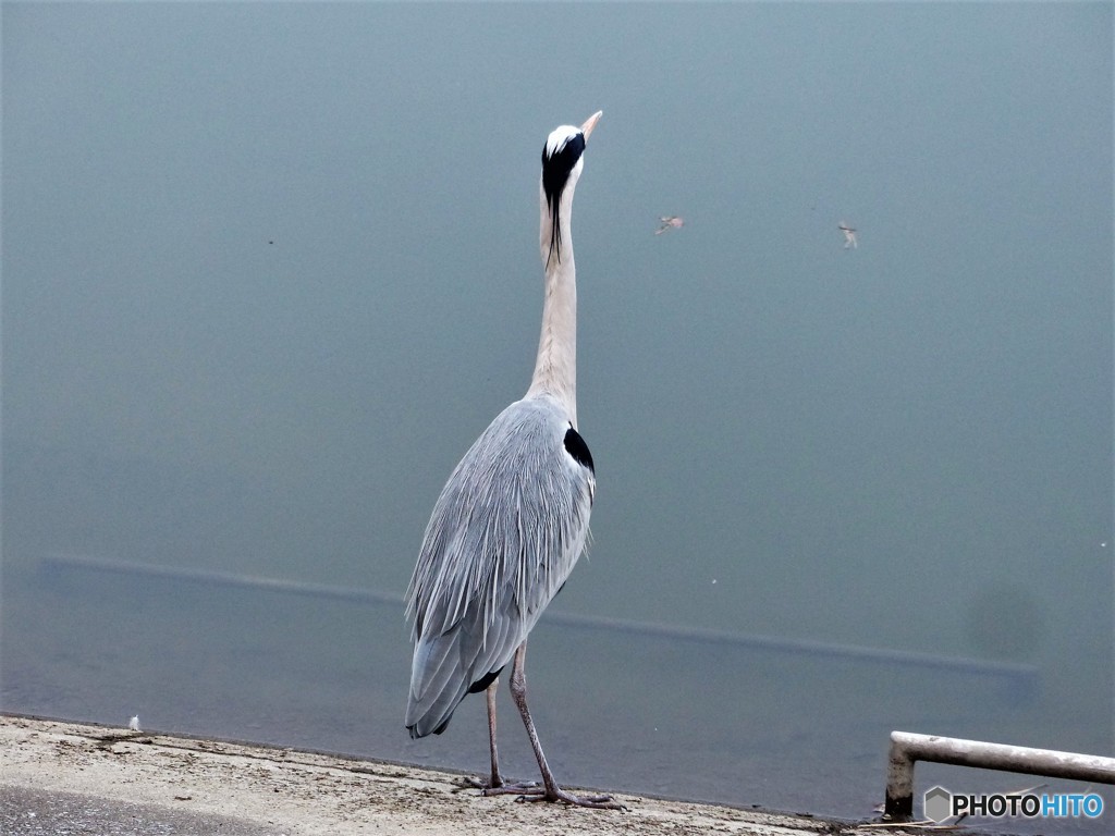 青ちゃんやったね