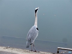 青ちゃんやったね