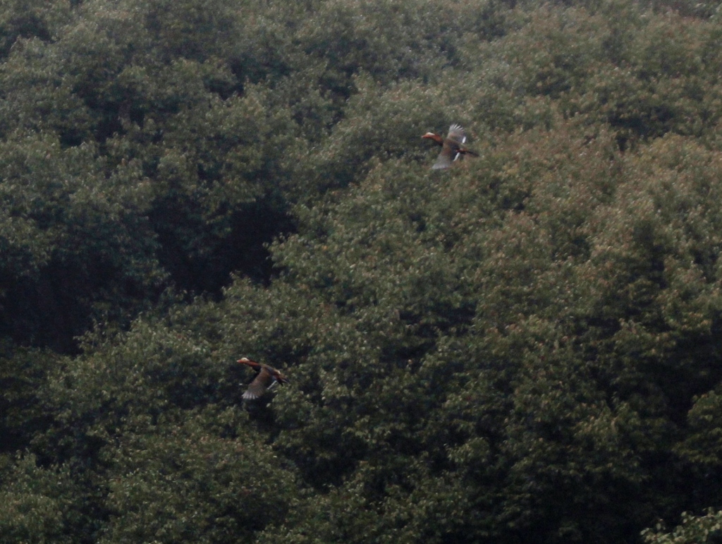 おしどり夫婦？