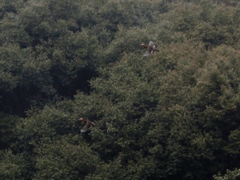 おしどり夫婦？