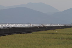 これも長いんです