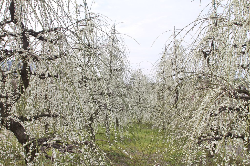 雪吊りじゃありません