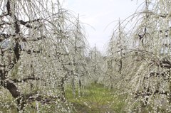 雪吊りじゃありません