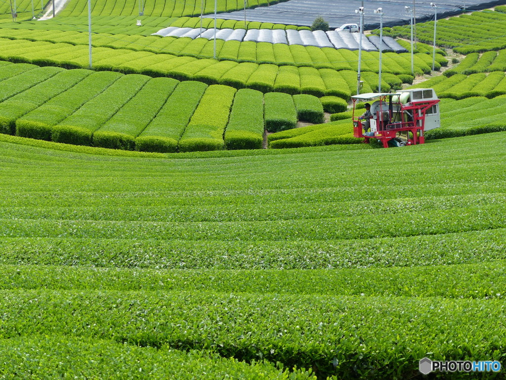 もうすぐお茶が