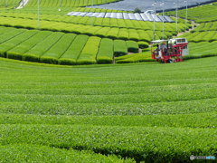 もうすぐお茶が