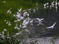 池が今ないんです