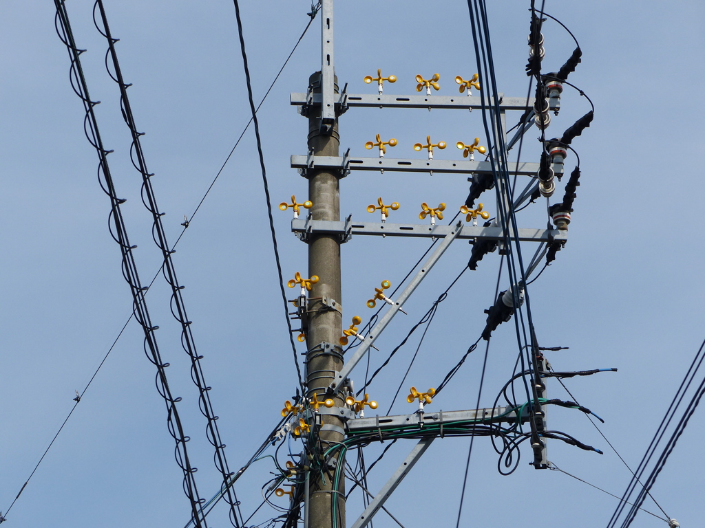 カササギ巣作り反対