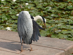 ちょっと待って