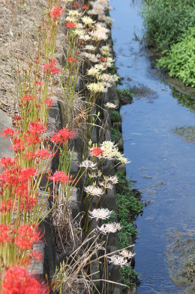 あか、しろ、あお、みどり？