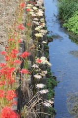 あか、しろ、あお、みどり？