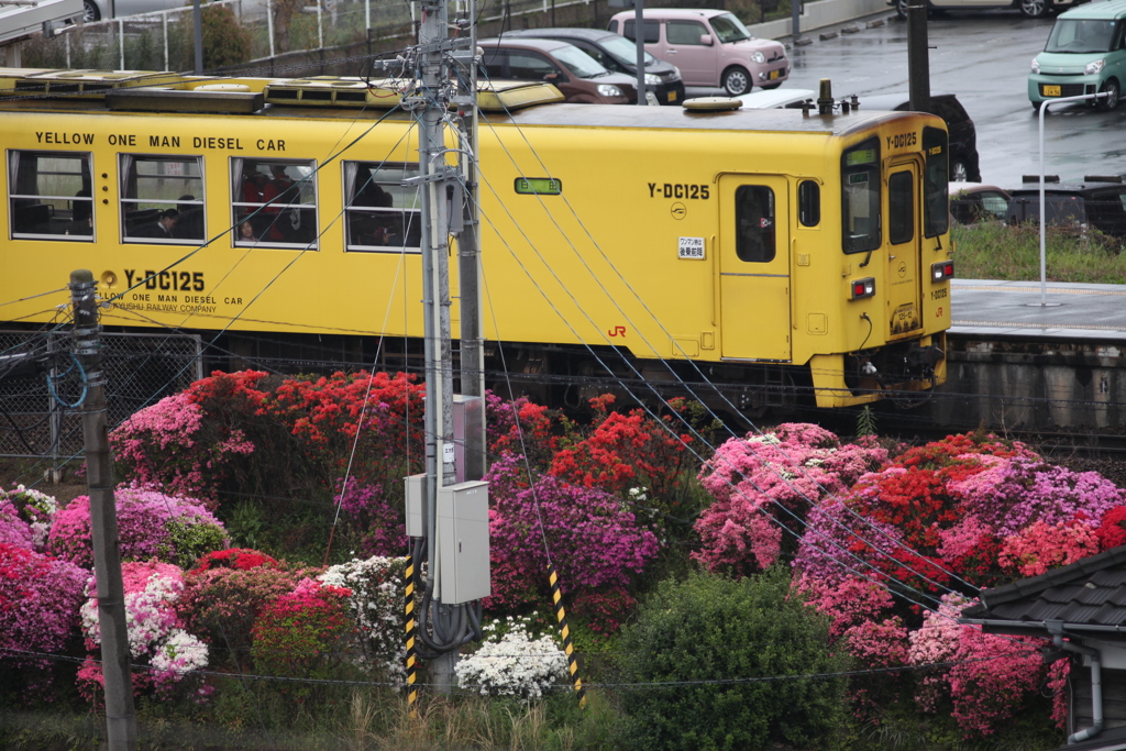 つつじの町久留米