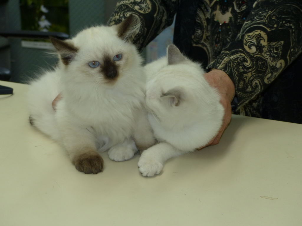 靴下これでいい？