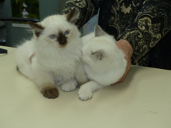 靴下これでいい？