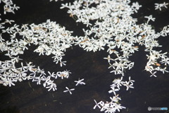 なんじゃもんじゃの花