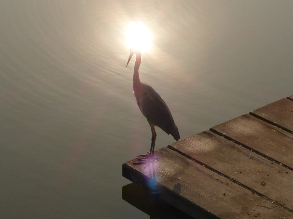 火の鳥シリーズ