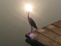 火の鳥シリーズ