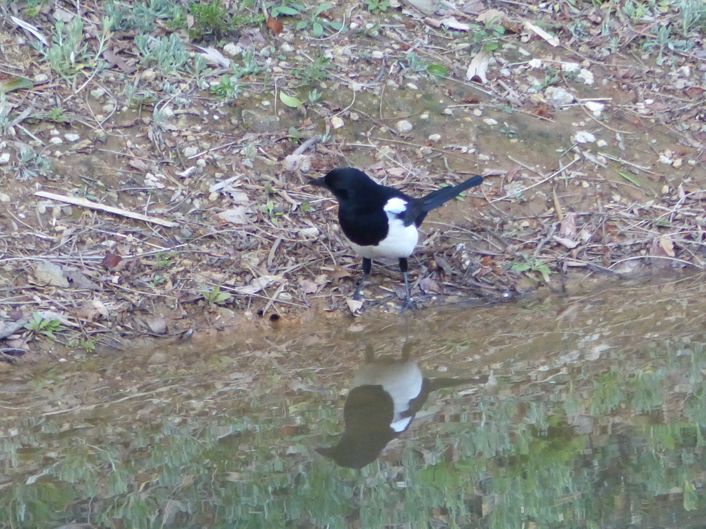 ぼくもうつして