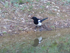 ぼくもうつして