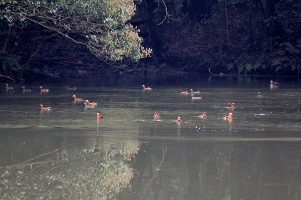 やっと撮れました