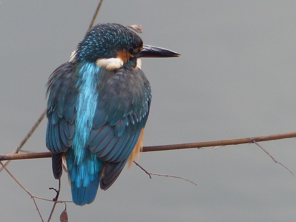 うしろすがたの