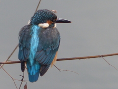 うしろすがたの