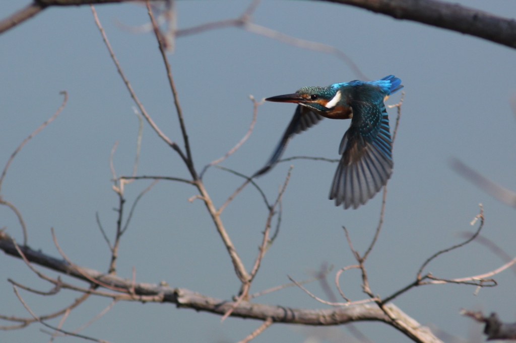 今日のまるちゃん