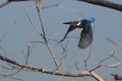 今日のまるちゃん
