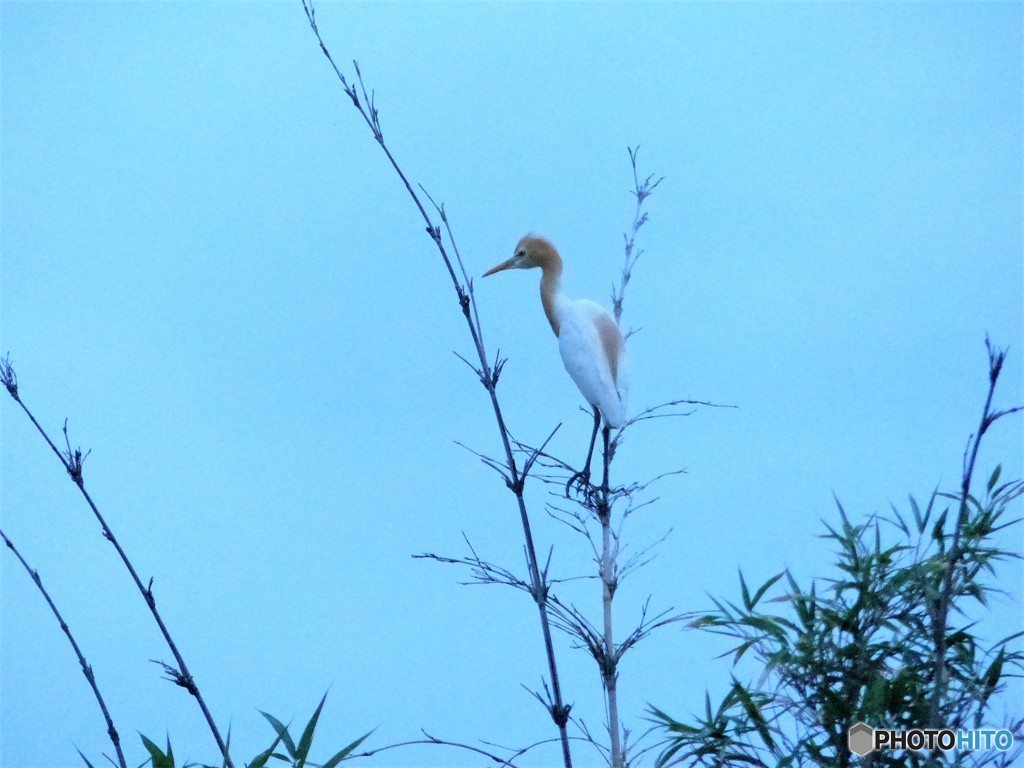 またサギに会いました