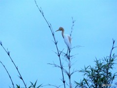 またサギに会いました