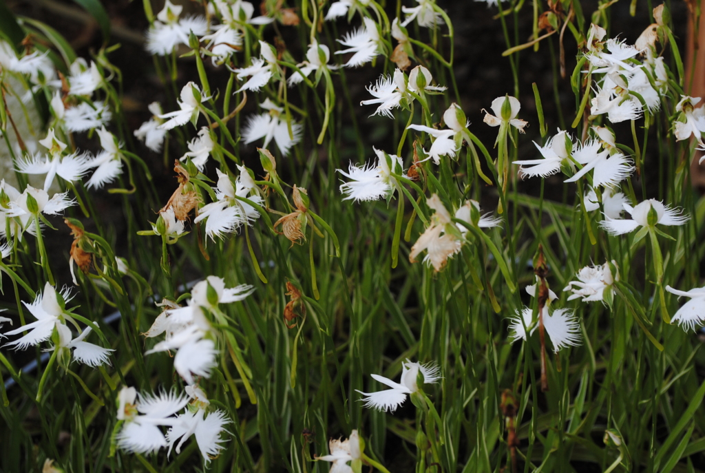 いっぱいさいたよ