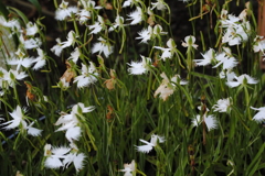 いっぱいさいたよ