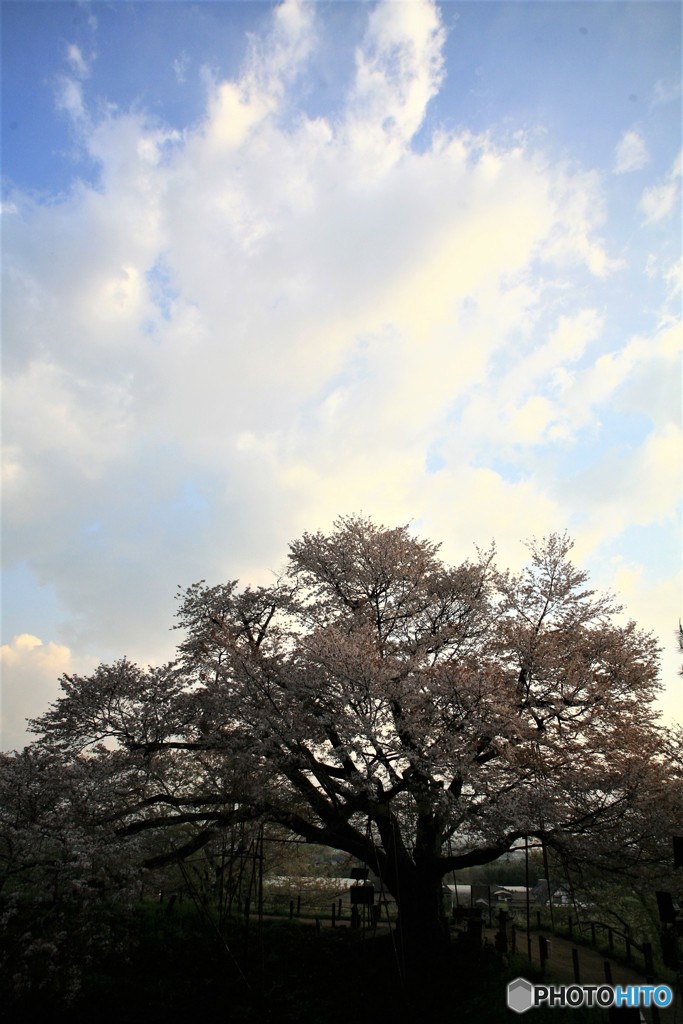 今朝の桜