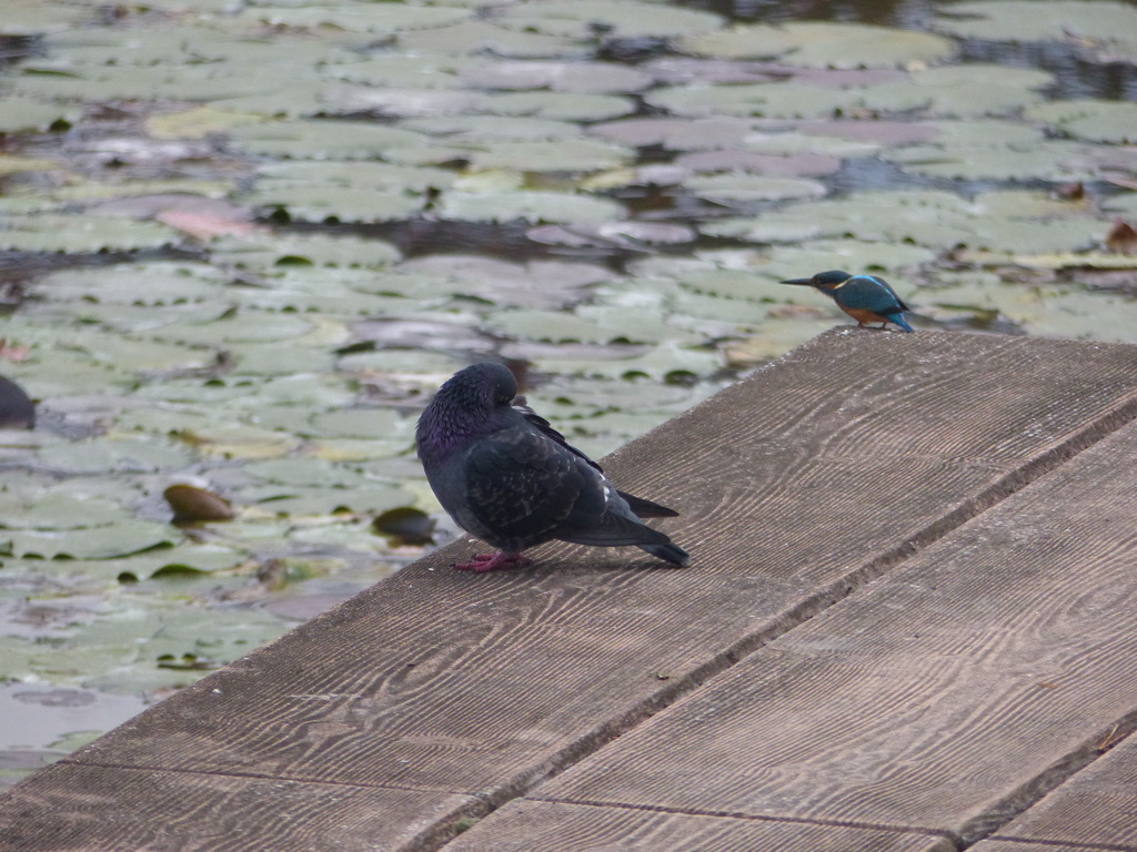 ほら逃げられた