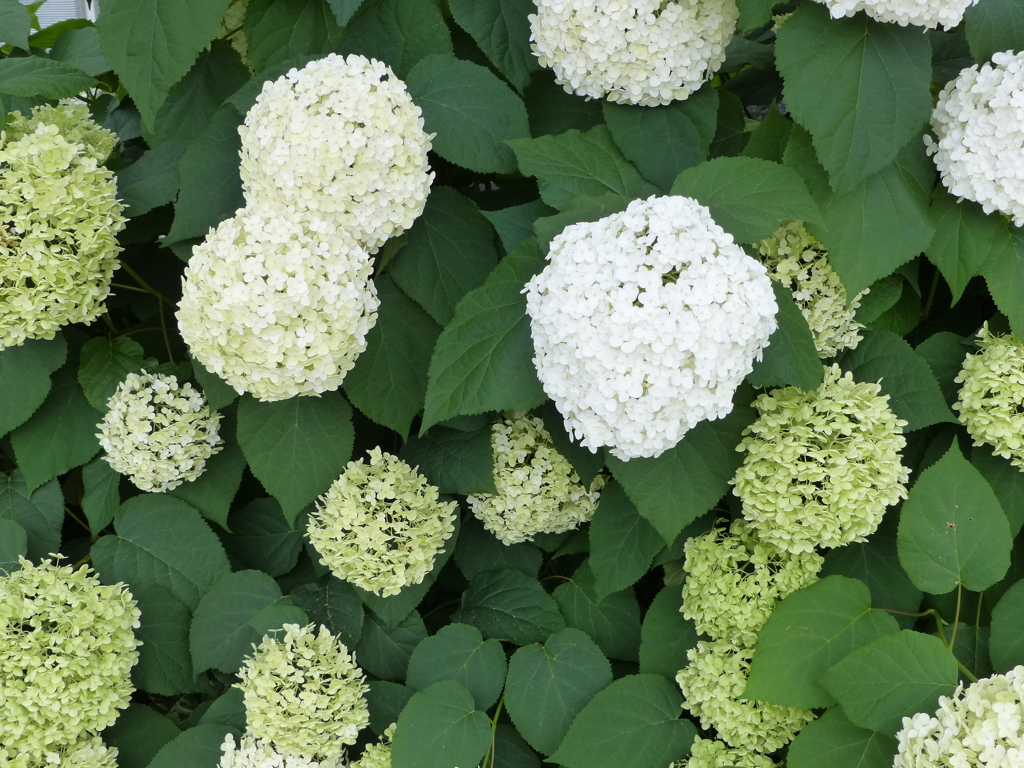 おまけのアジサイ