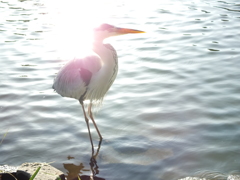 火の鳥