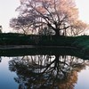 一本桜