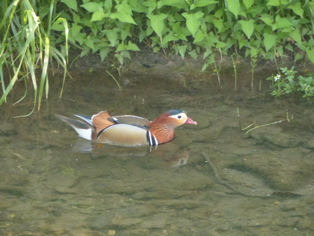 もう群れは帰ってますね