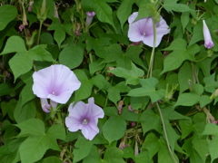 早い時間にさいてます