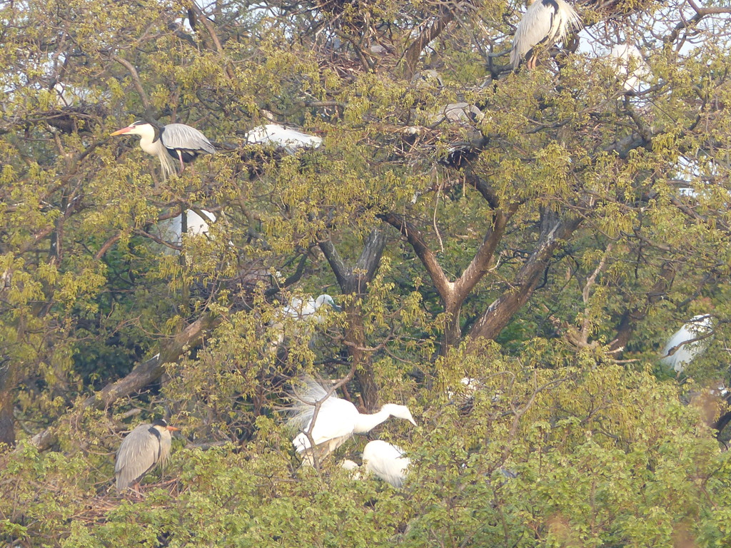 中サギでしょう