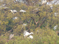 中サギでしょう