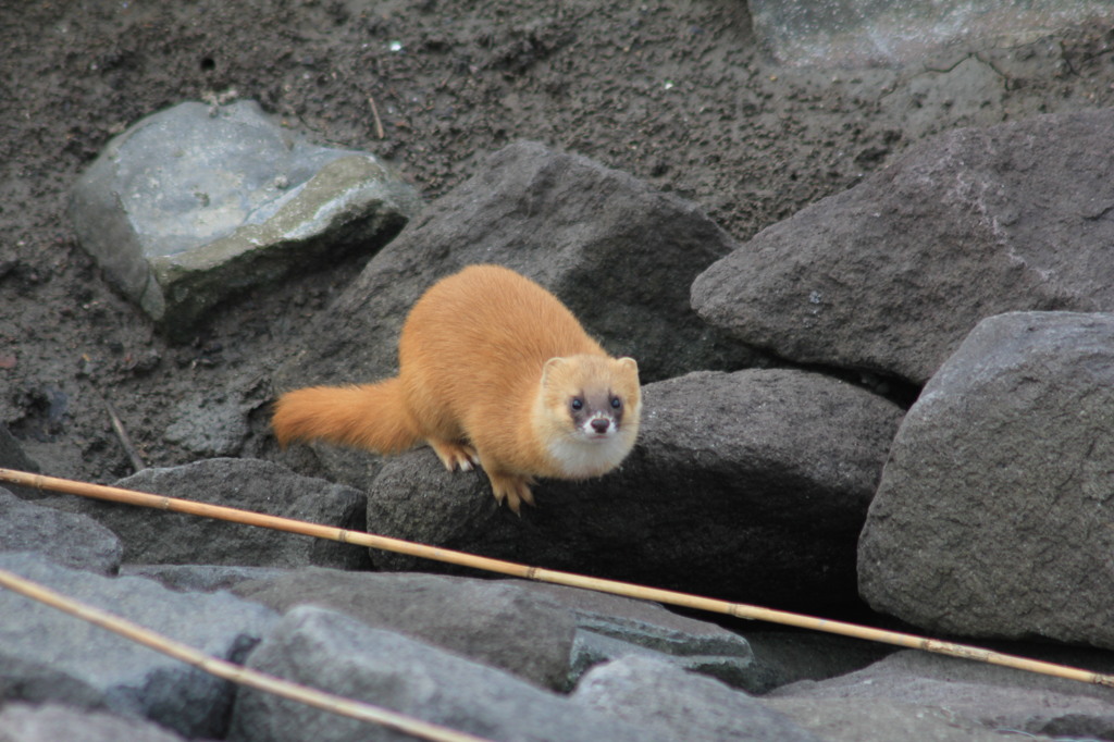 慣れてるのかな