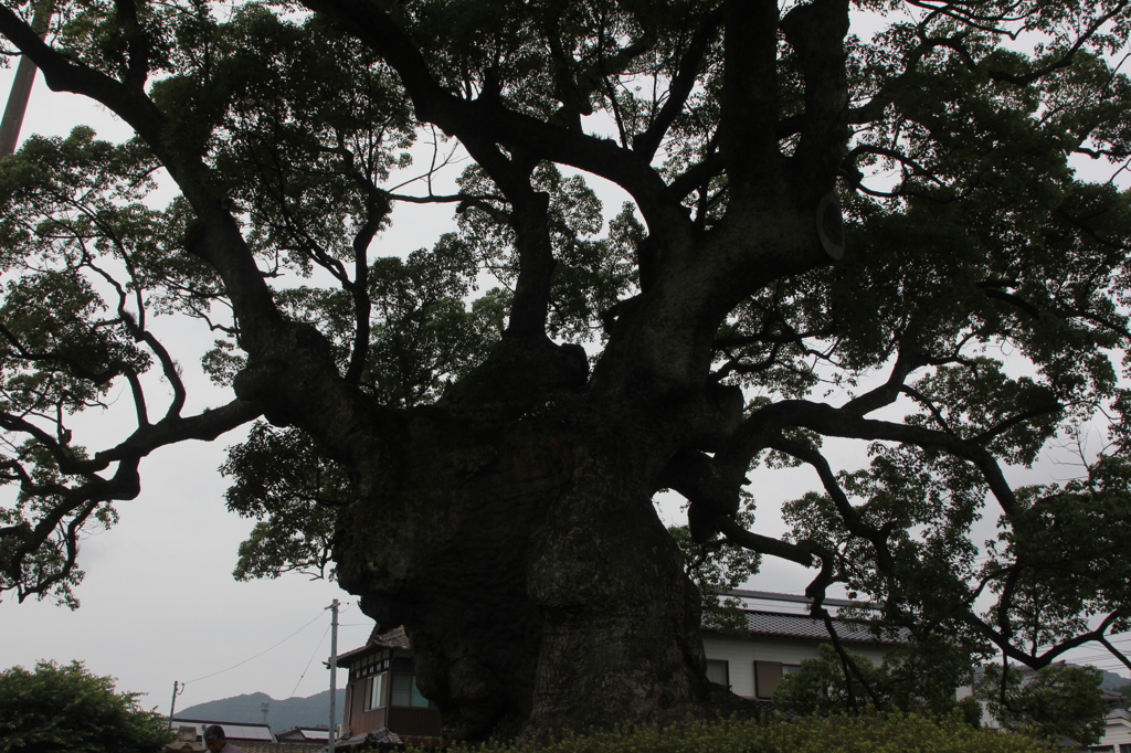 何を見てきたのかな？
