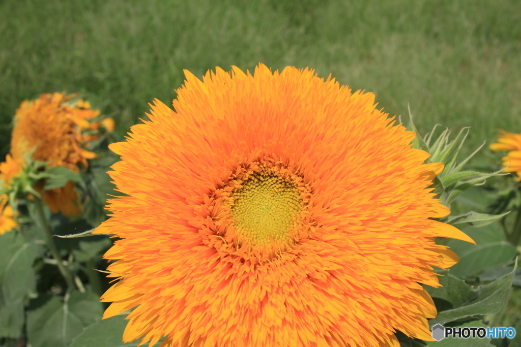 真ん中まですべて咲いてますね