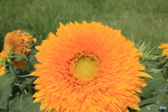 真ん中まですべて咲いてますね