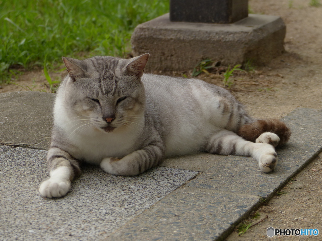 久しぶりだにやあ