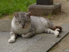 久しぶりだにやあ