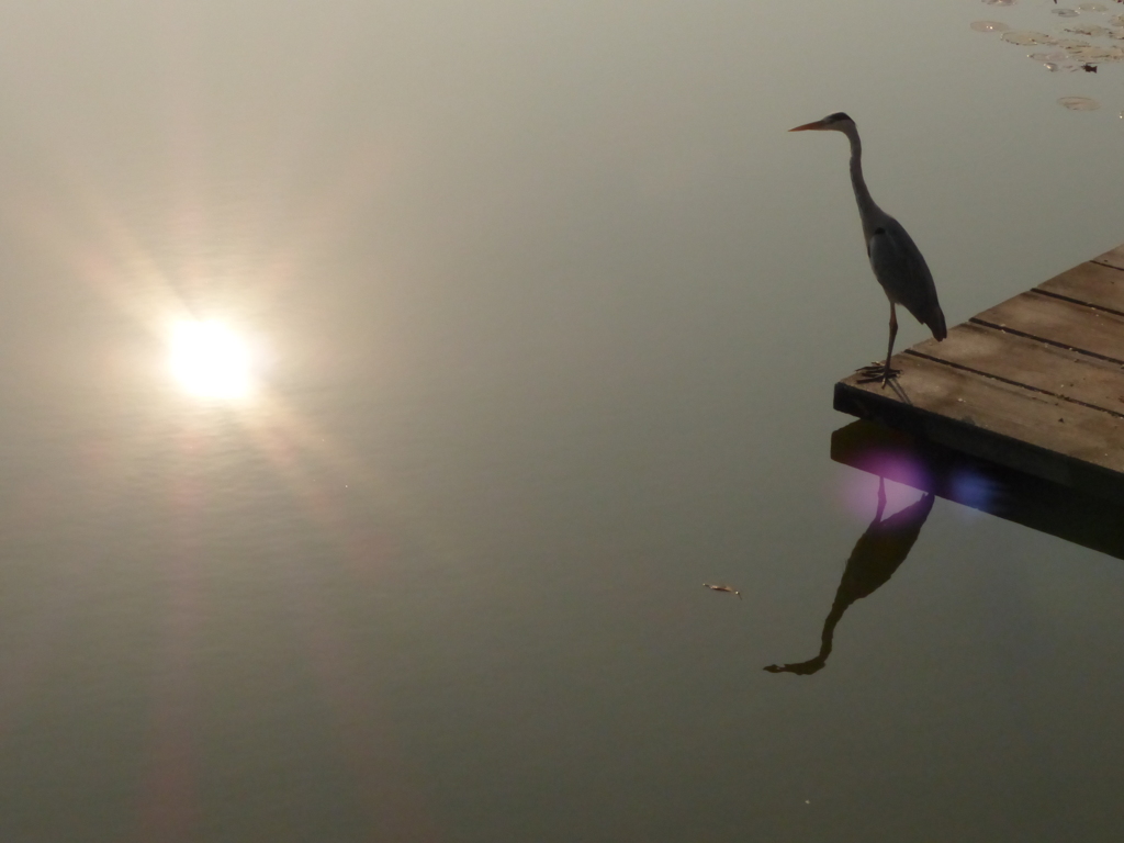 火の鳥シリーズ