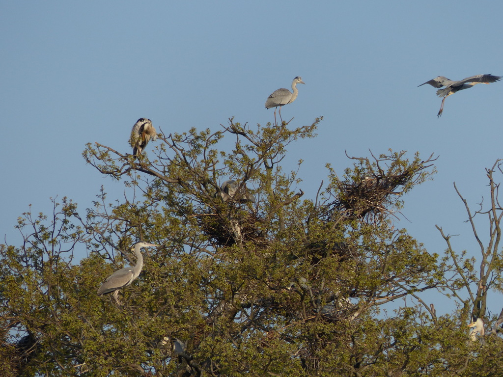 あおさぎころにー
